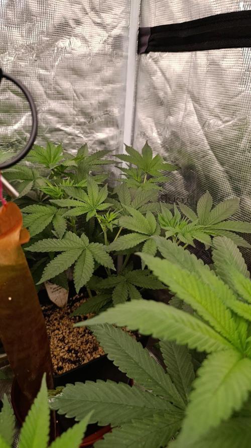 GR-APE. Week 6
