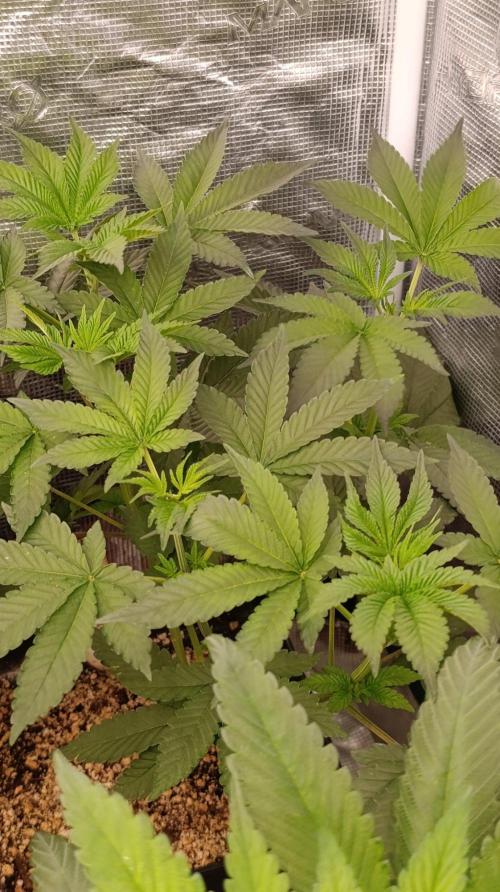 GR-APE. Week 6