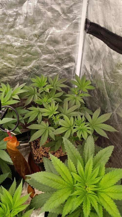 GR-APE. Week 6