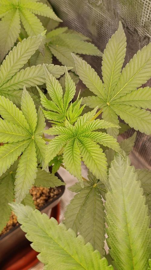GR-APE. Week 6
