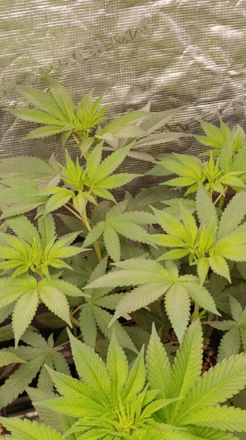 Lord Kush. Week 6