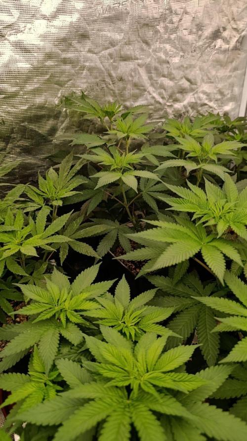 Lord Kush. Week 6