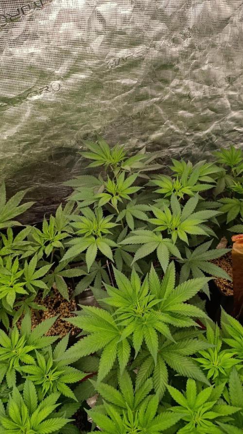 Lord Kush. Week 6