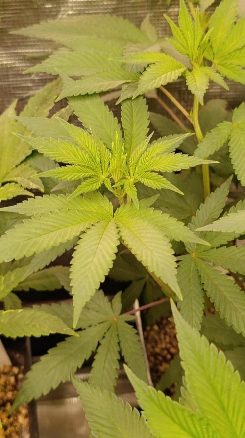 Lord Kush. Week 6