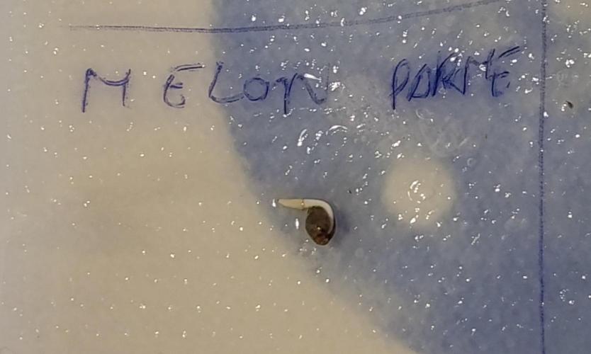 Melon Parmesan. Week 0
