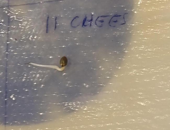 11 Cheescakes. Week 0
