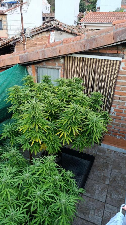 Gello Z & Xpertnutrients. Week 18