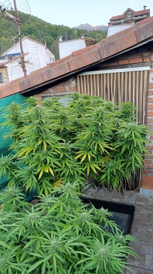Gello Z & Xpertnutrients. Week 18