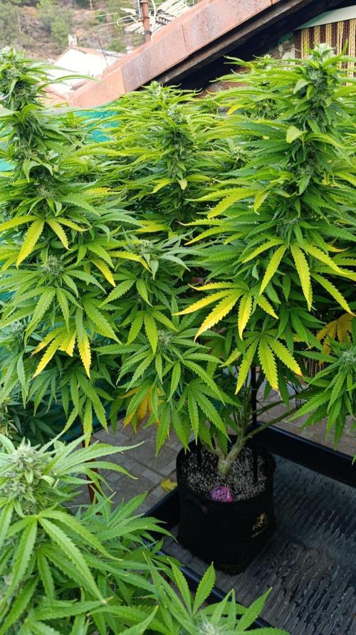 Gello Z & Xpertnutrients. Week 18