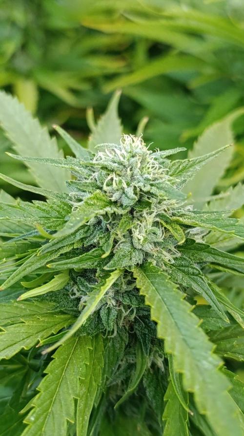 Gello Z & Xpertnutrients. Week 18