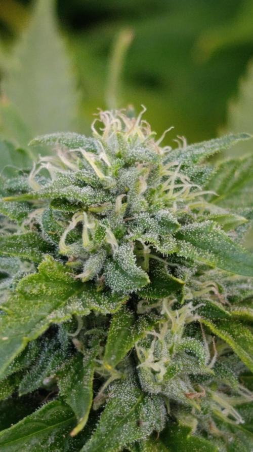 Gello Z & Xpertnutrients. Week 18