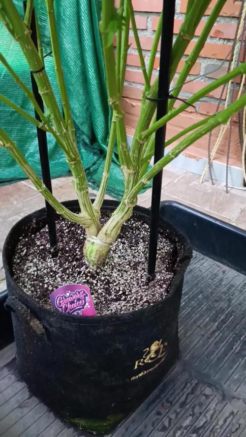 Gello Z & Xpertnutrients