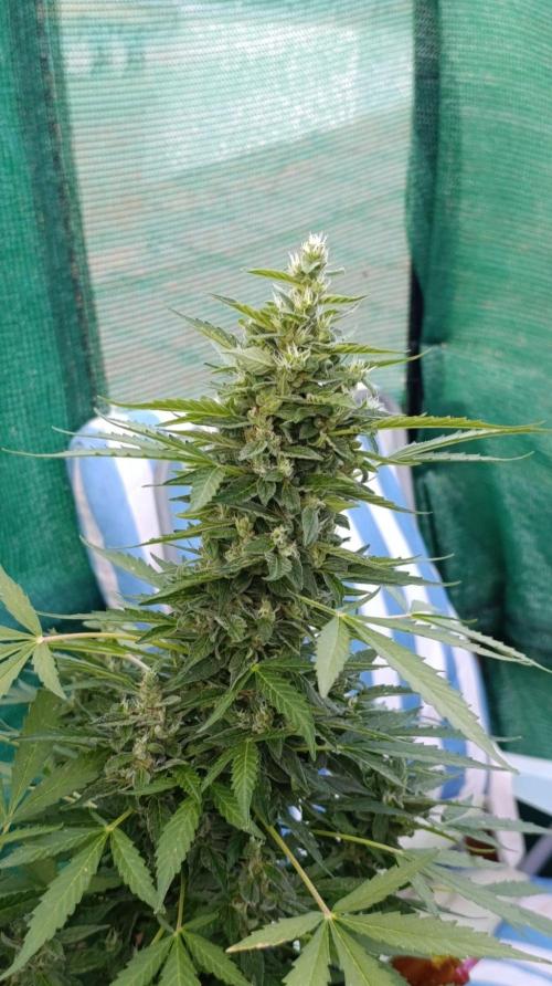 Niagara Outdoor Season. Week 9
