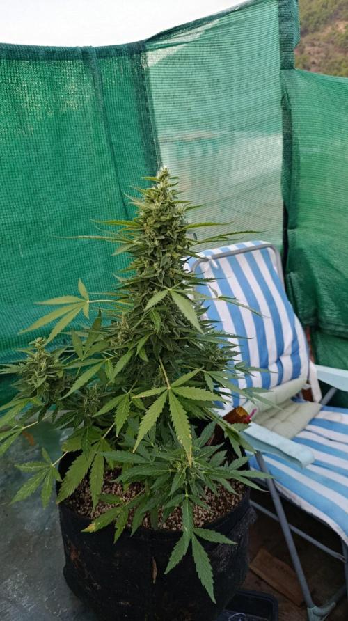 Niagara Outdoor Season. Week 9