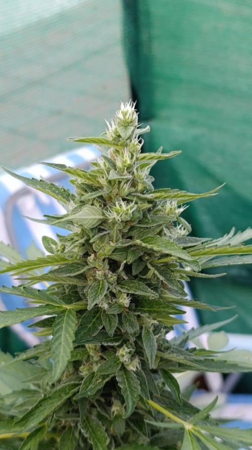 Niagara Outdoor Season. Week 9