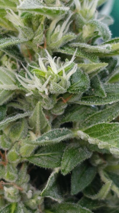 Niagara Outdoor Season. Week 9