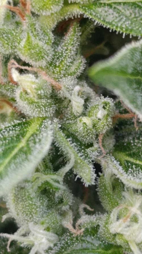 Niagara Outdoor Season. Week 9