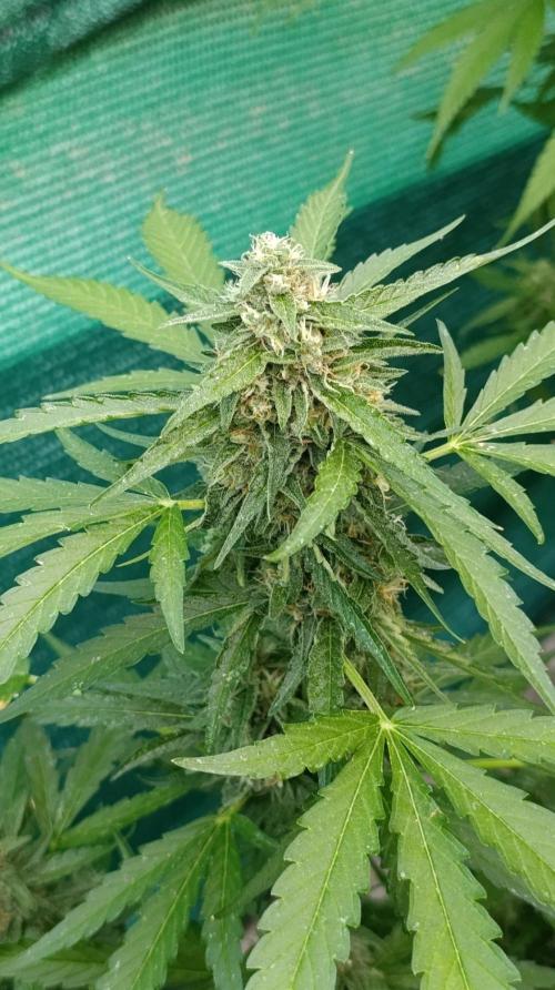 Gaia F1 Auto. Week 9
