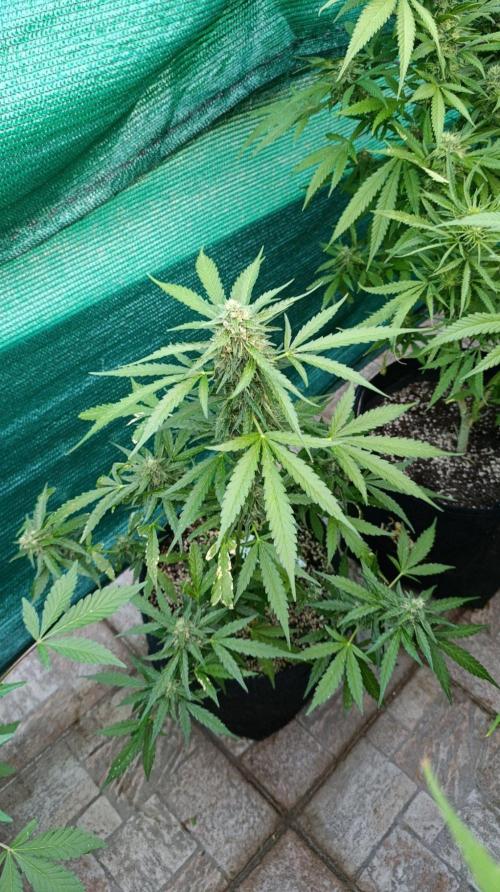 Gaia F1 Auto. Week 9