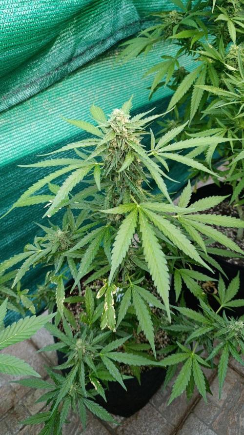Gaia F1 Auto. Week 9