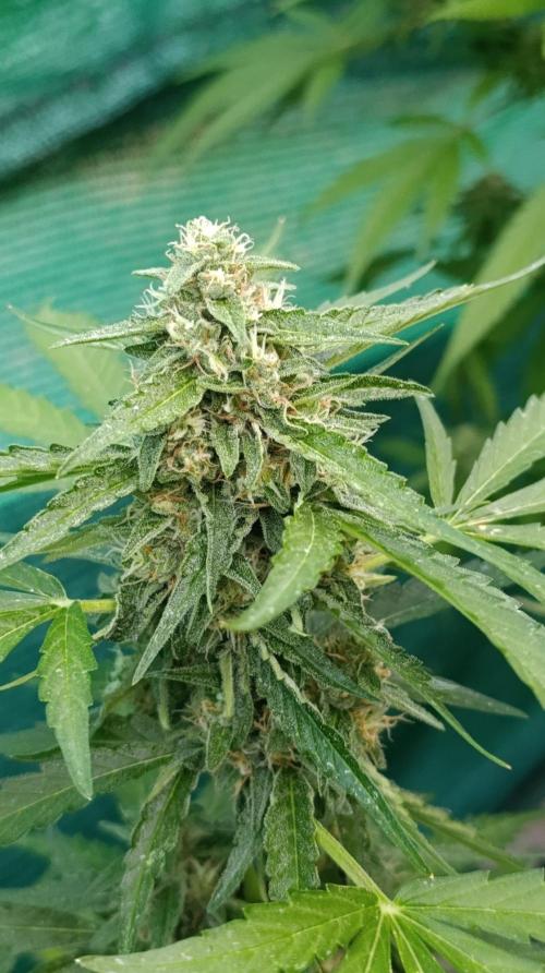 Gaia F1 Auto. Week 9