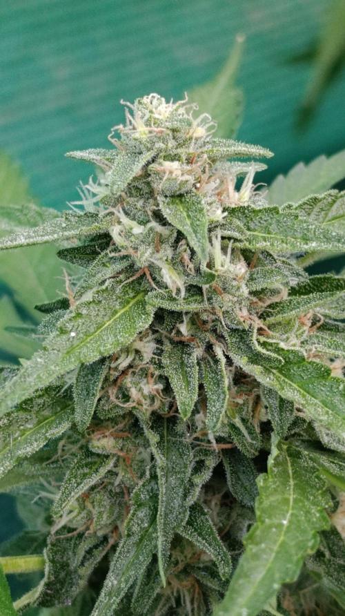 Gaia F1 Auto. Week 9