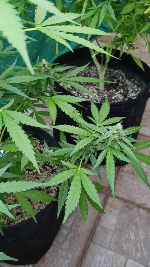 Gaia F1 Auto