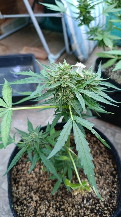 Milky Way F1 Auto. Week 9