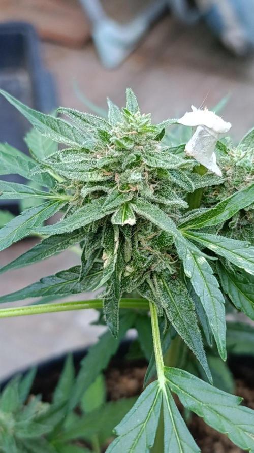 Milky Way F1 Auto. Week 9