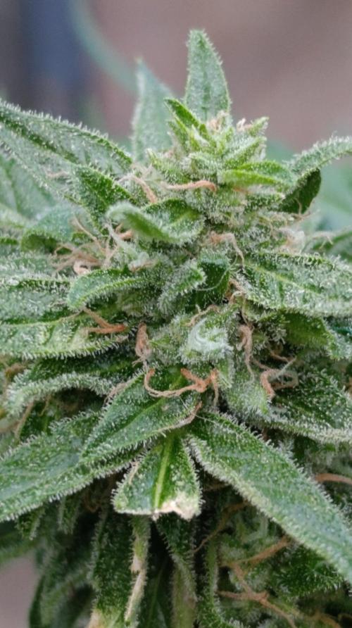 Milky Way F1 Auto. Week 9