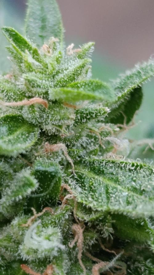 Milky Way F1 Auto. Week 9