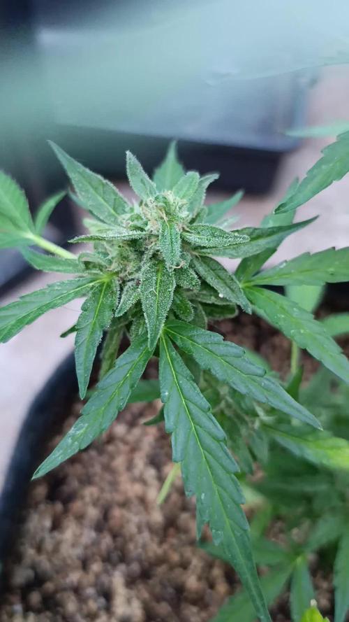 Milky Way F1 Auto