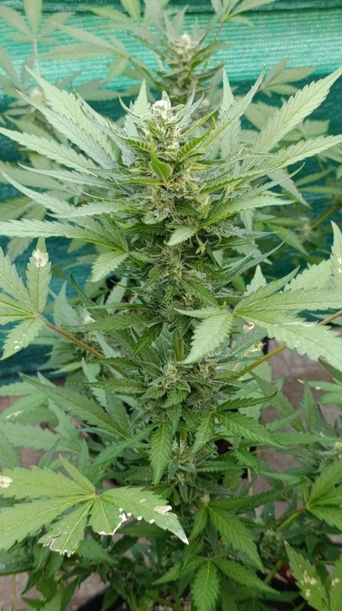 Super Boof XL Auto Outdoor. Week 8
