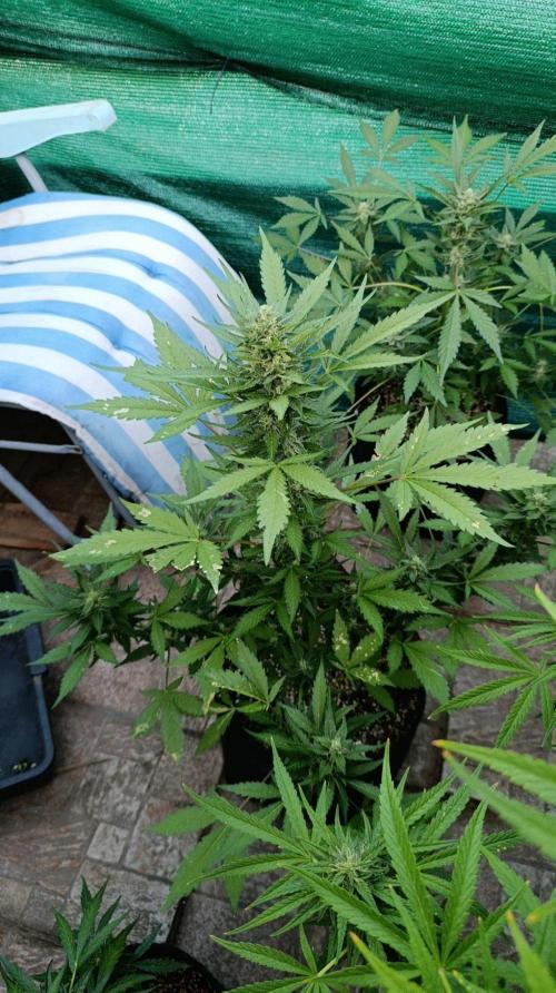 Super Boof XL Auto Outdoor. Week 8