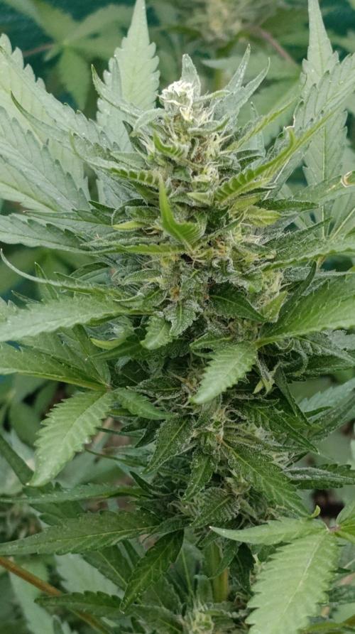 Super Boof XL Auto Outdoor. Week 8