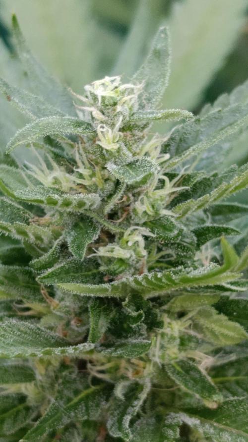 Super Boof XL Auto Outdoor. Week 8