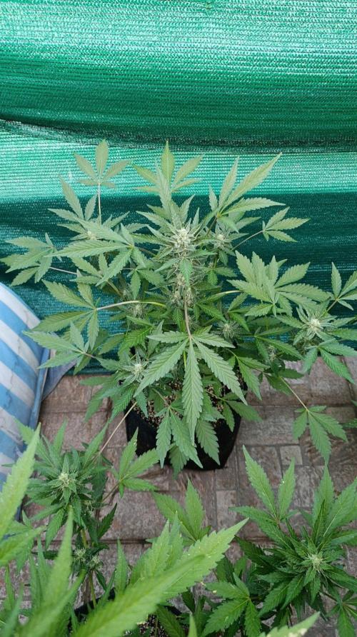 Papaya Zoap Auto. Week 8