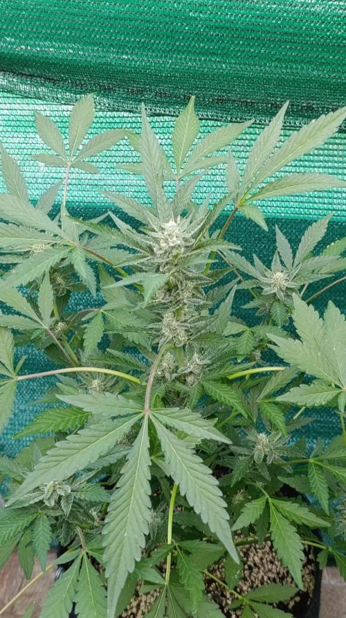 Papaya Zoap Auto. Week 8
