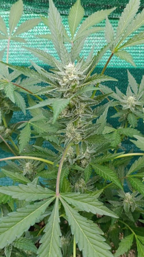 Papaya Zoap Auto. Week 8