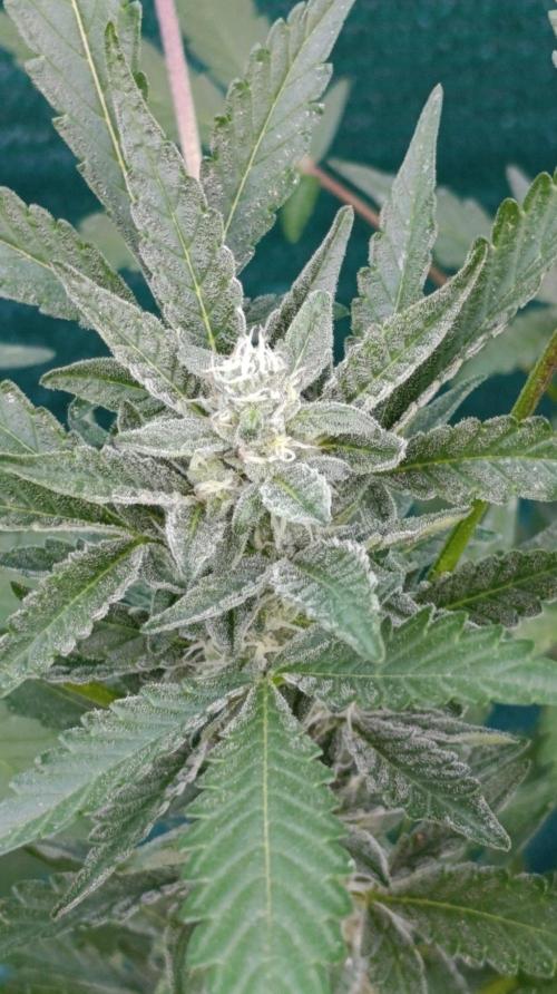 Papaya Zoap Auto. Week 8
