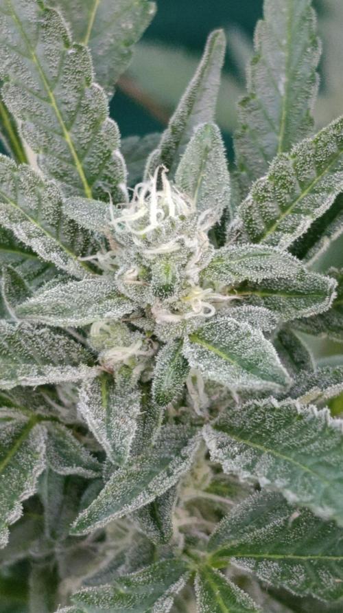 Papaya Zoap Auto. Week 8