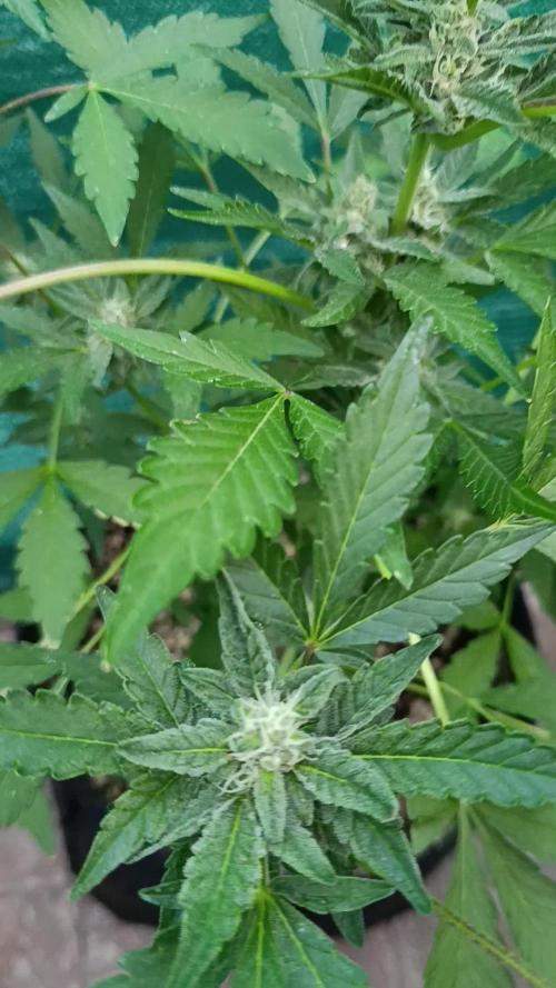 Papaya Zoap Auto