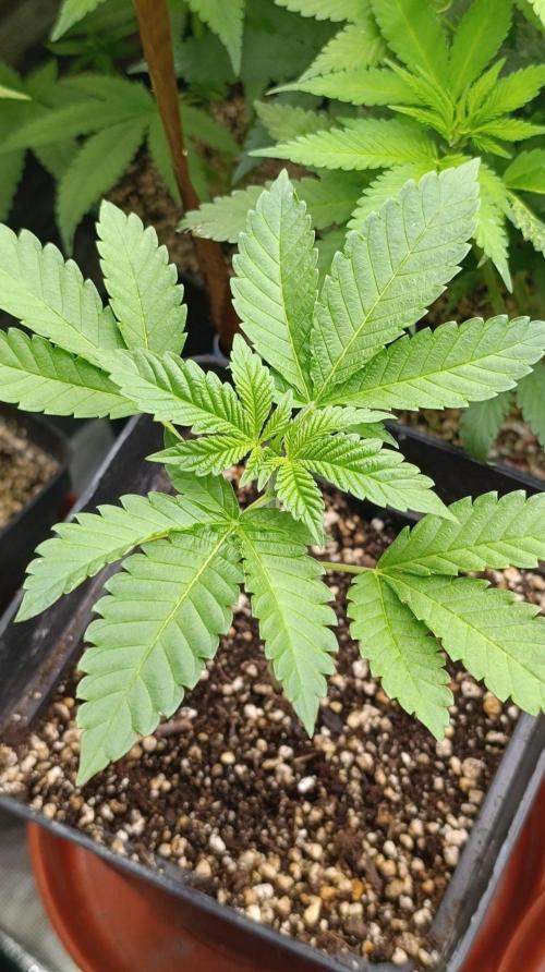 California Octane Triploid. Week 4