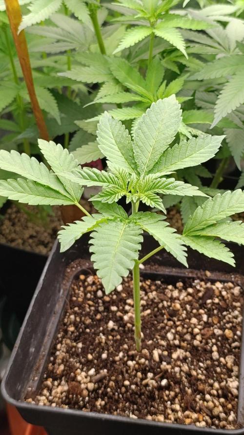 California Octane Triploid. Week 4