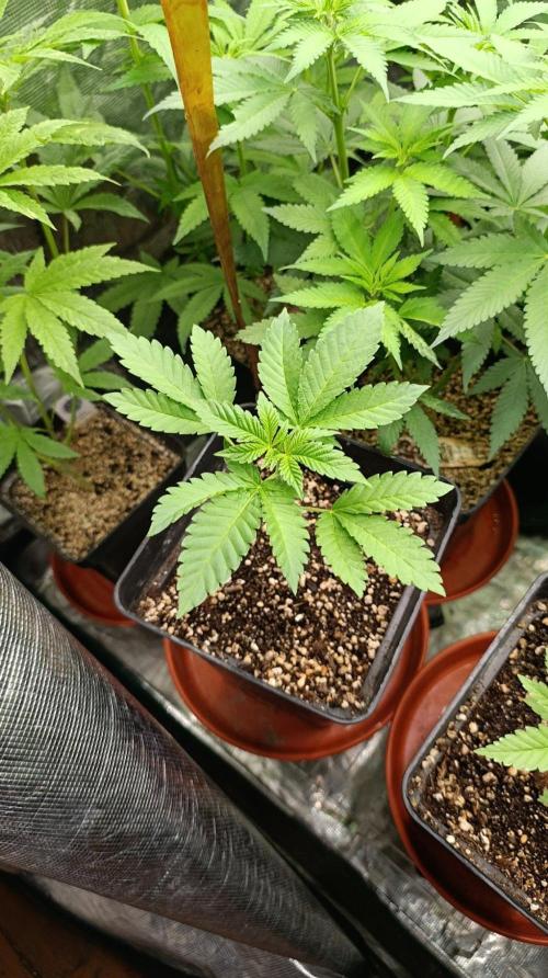 California Octane Triploid. Week 4