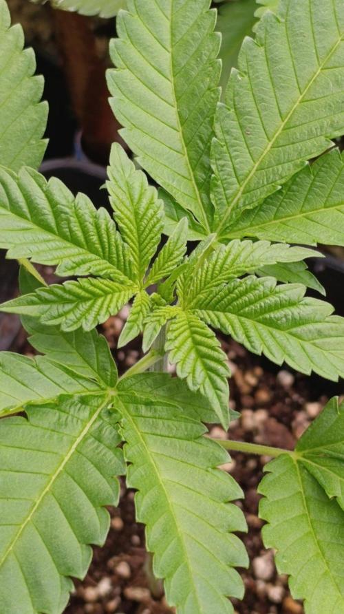 California Octane Triploid. Week 4