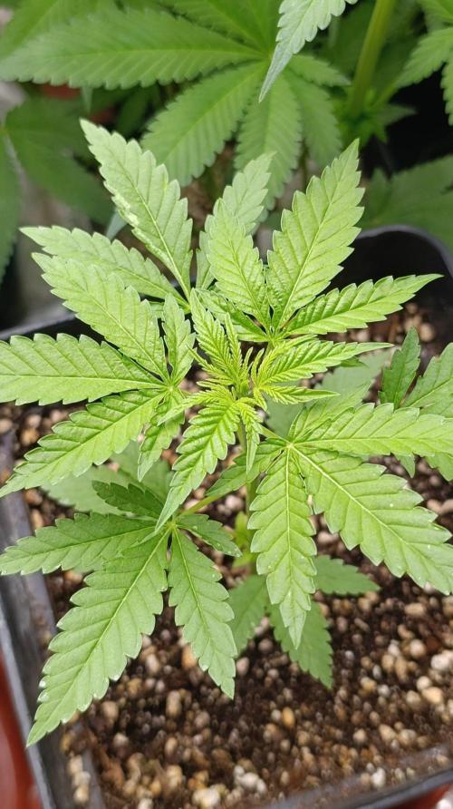 Blueberry Muffin. Week 4
