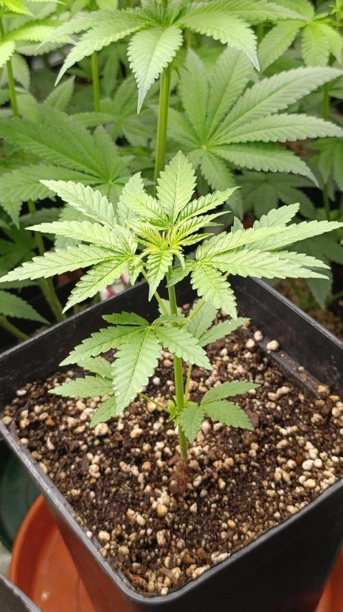 Blueberry Muffin. Week 4