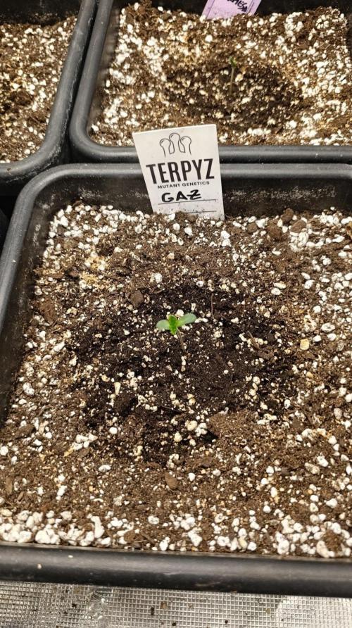 GAZ Terpyz. Week 0