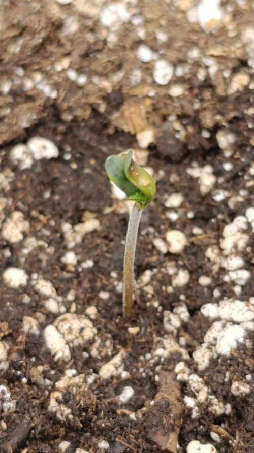 Melon Parmesan. Week 0